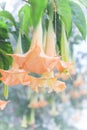 AngelÃ¢â¬â¢s trumpet(Brugmansia x candida Pers) Royalty Free Stock Photo